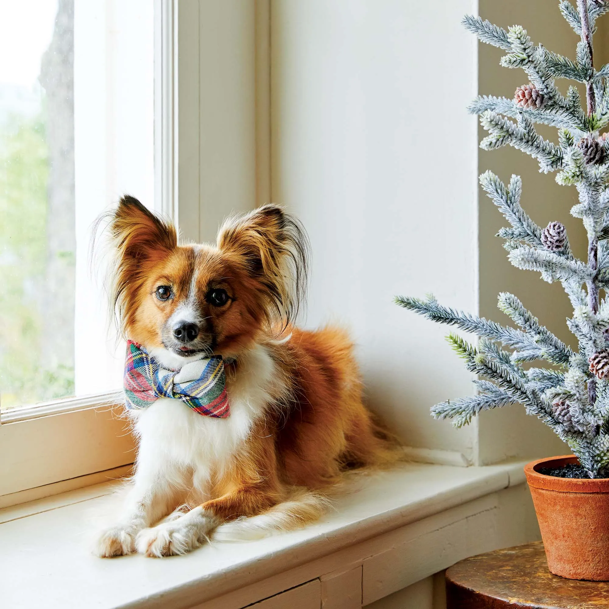 Regent Plaid Flannel Bow Tie Collar