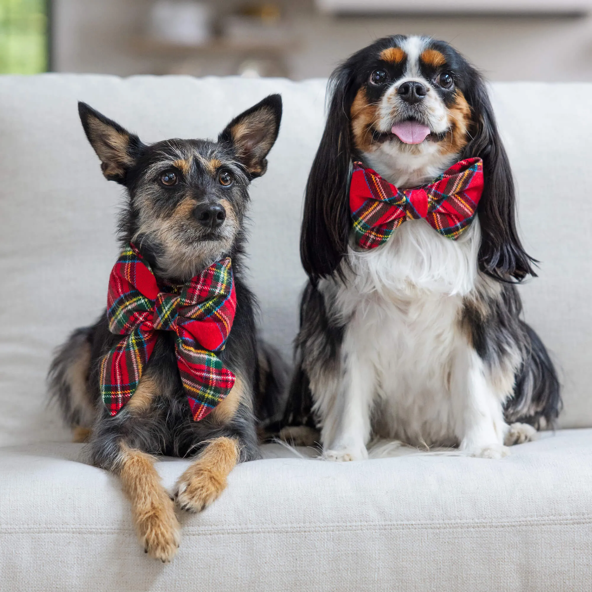 Tartan Plaid Flannel Lady Dog Bow